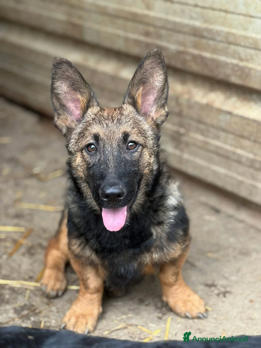 Meticcio cani in regalo: EZIO, lupetto ZAMPACORTA super coccolone! - Annuncio 6