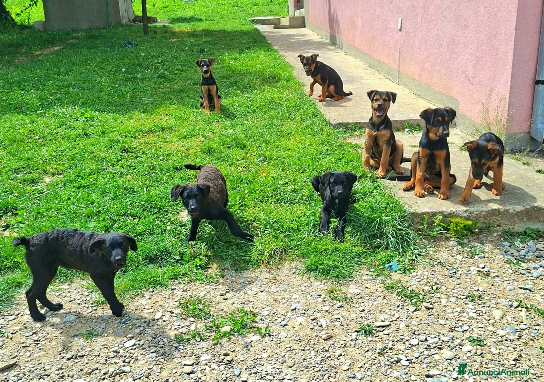 Meticcio cani in regalo: 8 CUCCIOLI CERCANO AMORE! Tg media, dolcissimi! - Annuncio 2