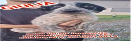 Meticcio cani in regalo: GIULIA 🩷 un mondo da scoprire insieme 😍 - Annuncio 1