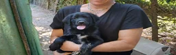Meticcio cani in regalo: IL BELLISSIMO MALUK CERCA LA SUA FAMIGLIA - Annuncio 4