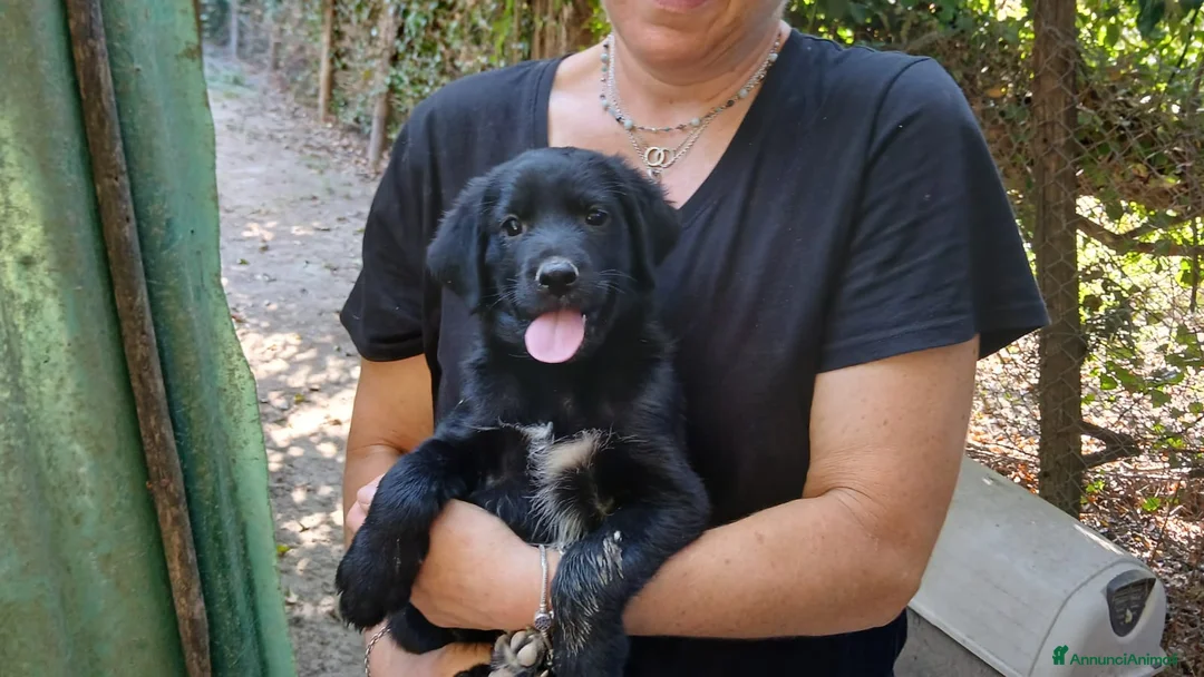 Meticcio cani in regalo: IL BELLISSIMO MALUK CERCA LA SUA FAMIGLIA - Annuncio 4