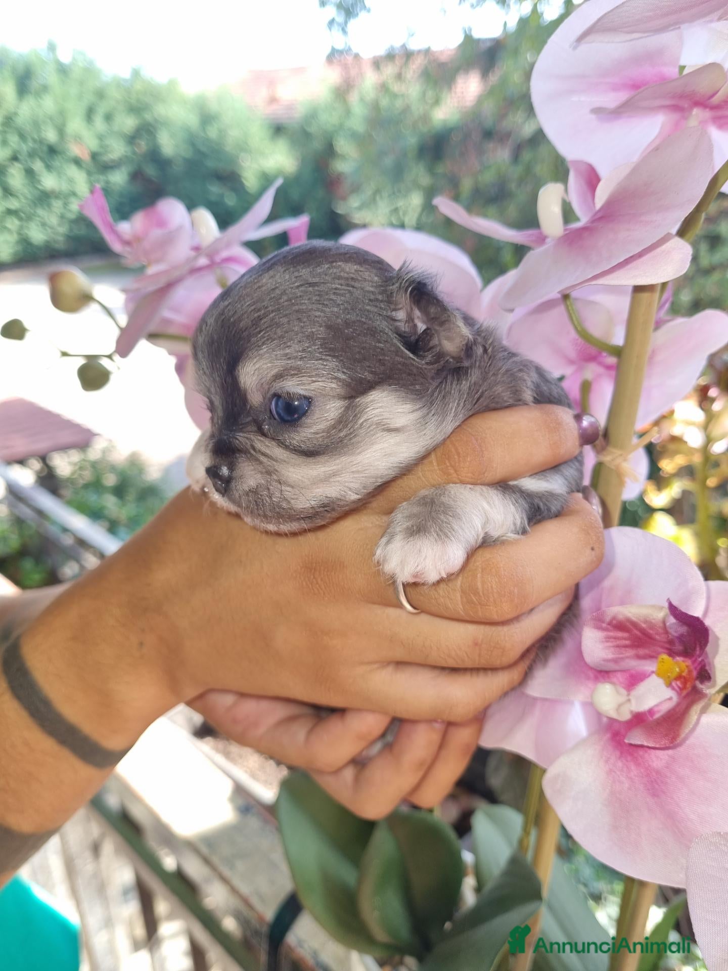 Chihuahua cani Cuccioli di chihuahua toy  - Annuncio 3