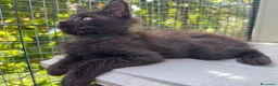 Maine Coon gatti in vendita: Cucciolo di maine coon manto nero (Daiquiri) - Annuncio 17