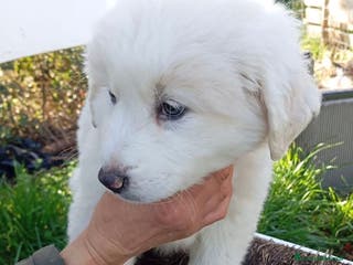 Meticcio cani Adozione dolci cuccioli 2 mesi taglia grande - Annuncio 39