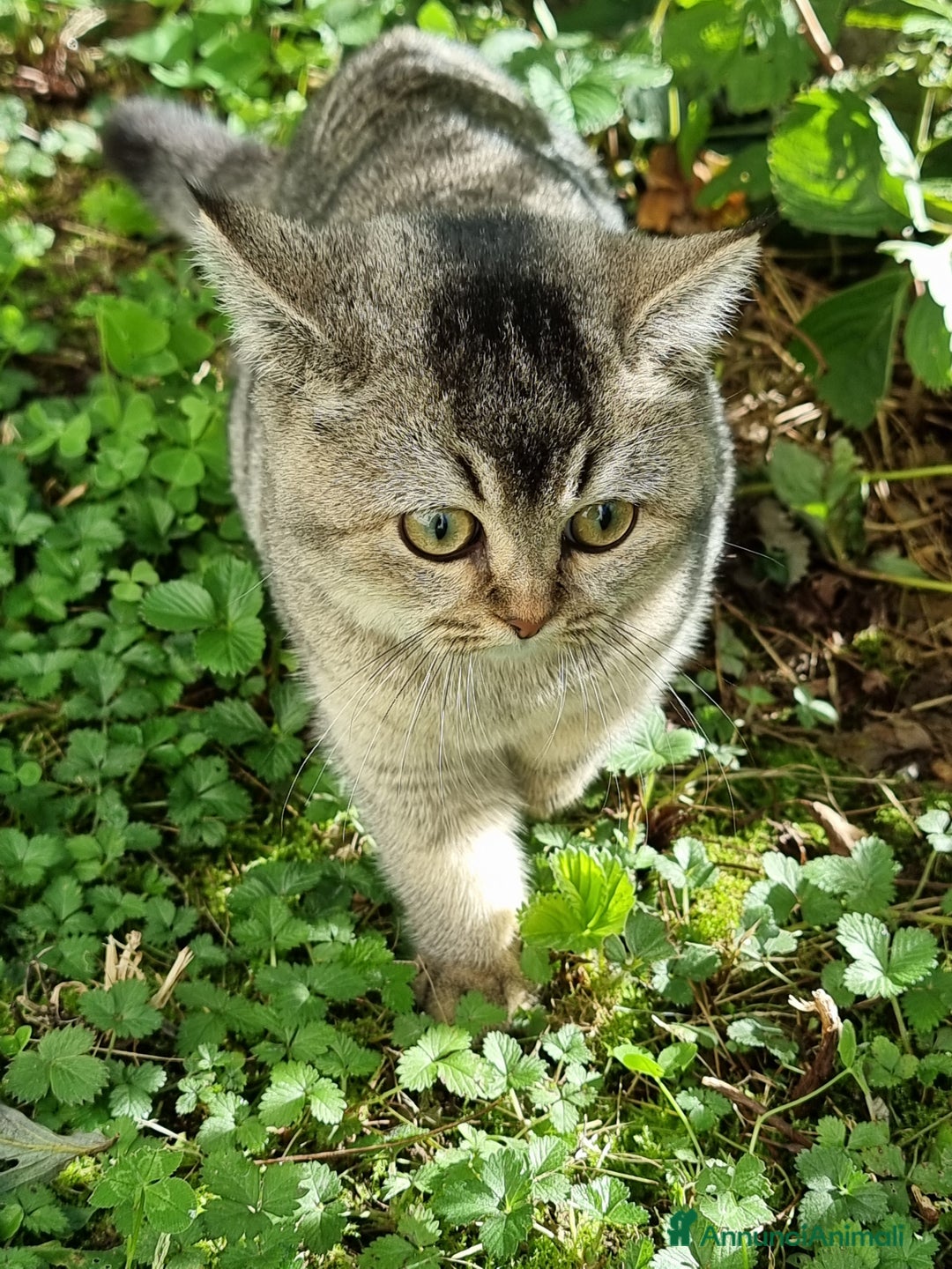 Scottish gatti in vendita: Scottish Straight con Pedigree  - Annuncio 3