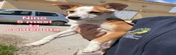 Meticcio cani in regalo: ADOTTA UN CUCCIOLO  a Provincia di Reggio Emilia - Annuncio 4