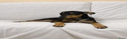 Meticcio cani in regalo: Pino, cucciolo abbandonato in un recinto a Città Metropolitana di Napoli - Annuncio 8
