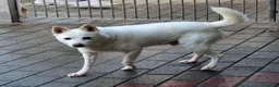 Meticcio cani in regalo: FOX CERCA CASA - Annuncio 4
