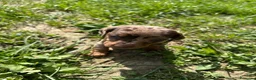 Bassotto cani in vendita: Bassotti in provincia di bs - Annuncio 7