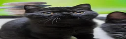British gatti in vendita: British  Scottish  - Annuncio 13