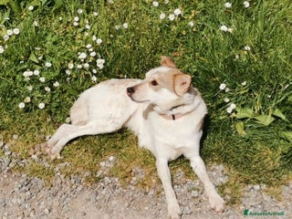 Meticcio cani LUNA dolce affettuosa piccoletta - Annuncio 37