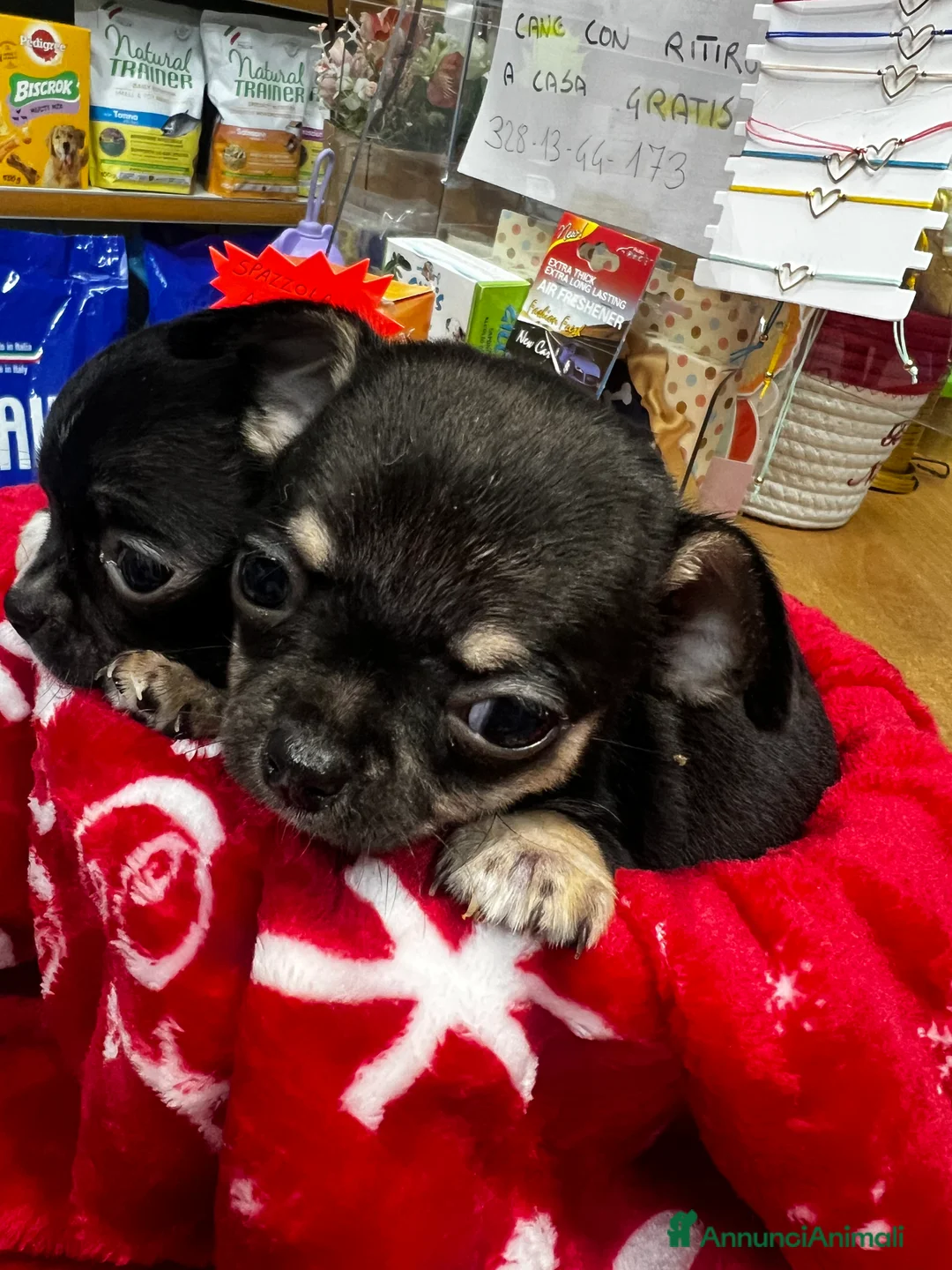 Chihuahua cani in vendita: Chihuahua  - Annuncio 3