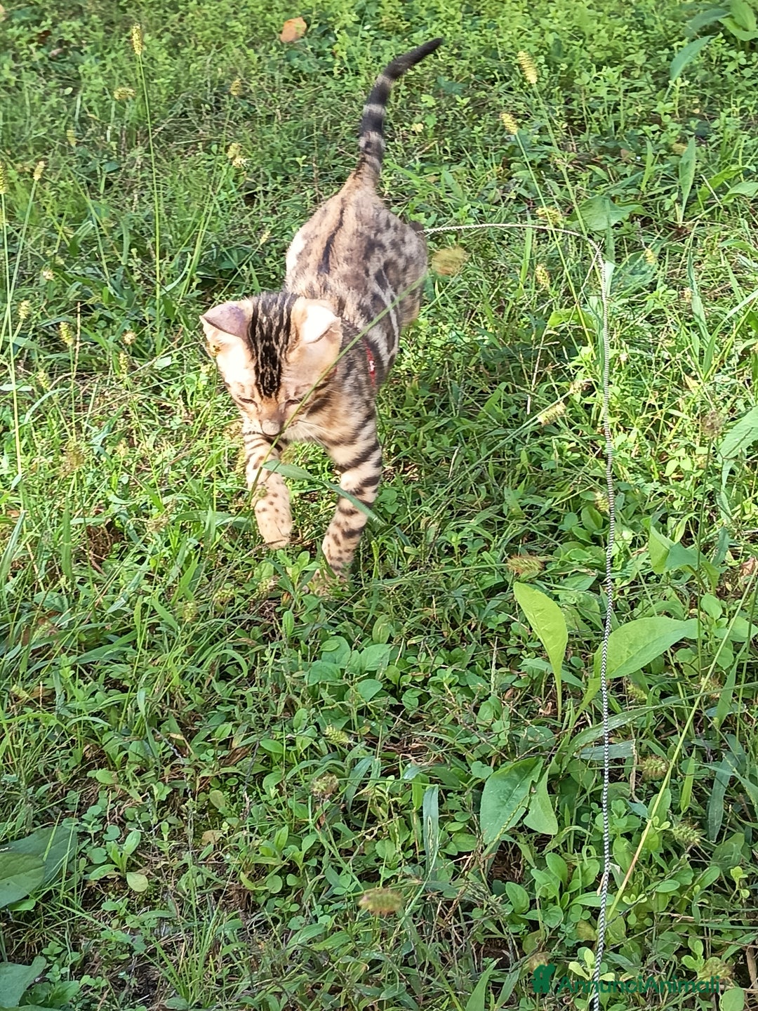 Bengala gatti in vendita: Maschietto di rara colorazione dorata 😻 - Annuncio 7