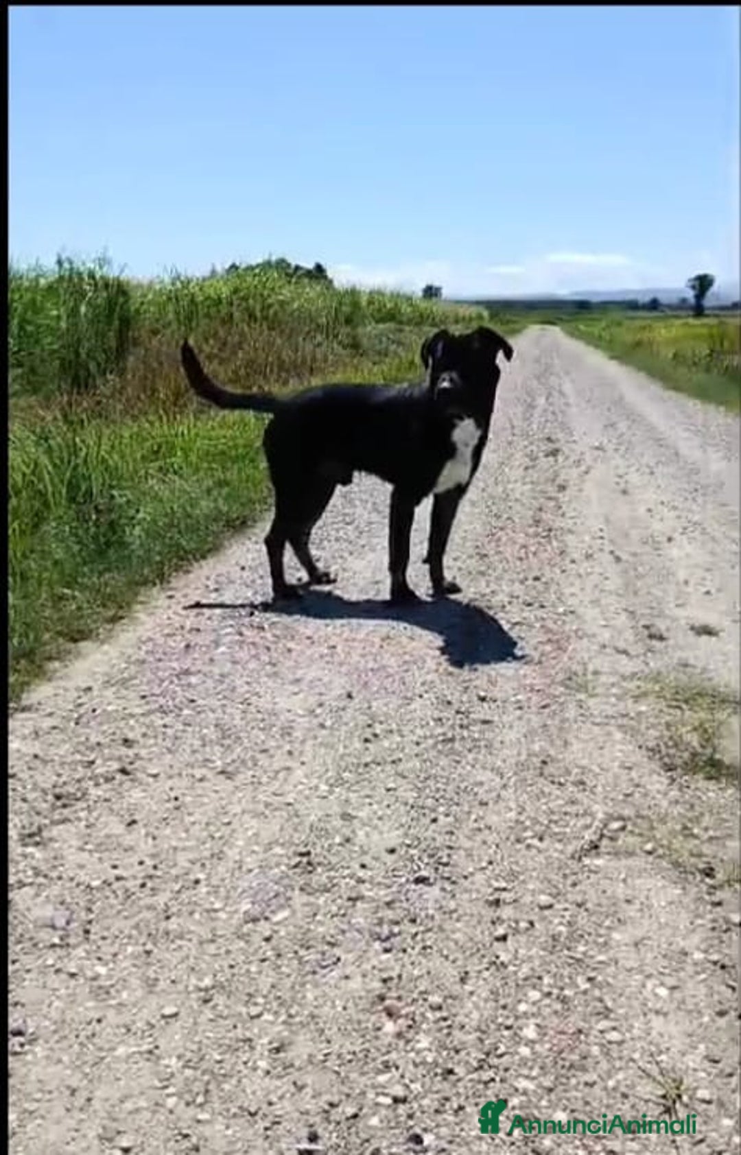 Meticcio cani in regalo: Rudy cerca famiglia - Annuncio 2