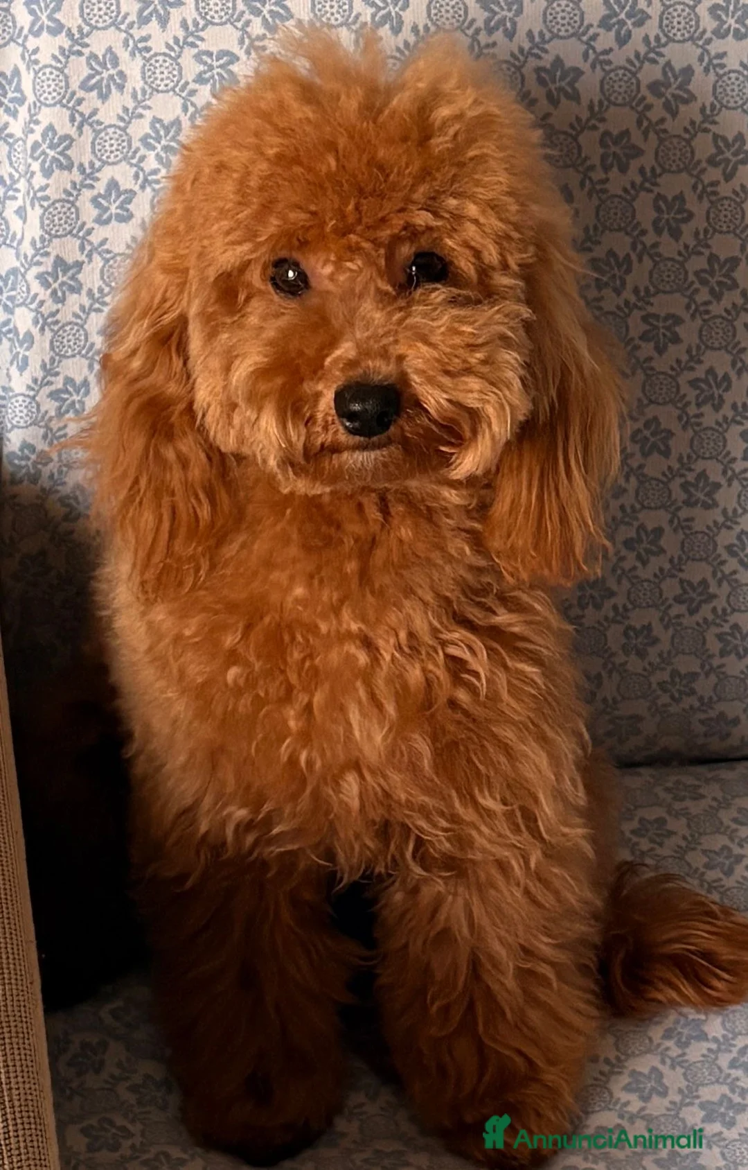 Barboncino cani in vendita: Milo barboncino toy a Città Metropolitana di Firenze - Annuncio 3
