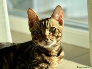 Bengala gatti Splendido cucciolo Bengala, socievole e affettuoso - Annuncio 15