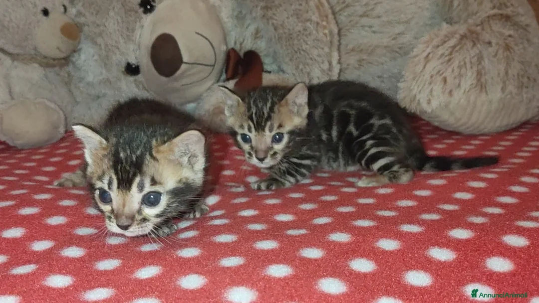 Bengala gatti in vendita: Gattini Bengala bellissimi ed affettuosi  - Annuncio 1