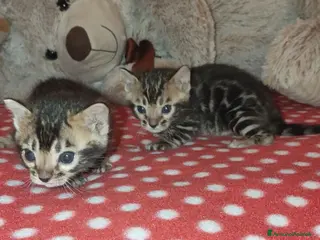 Bengala gatti Gattini Bengala bellissimi ed affettuosi - Annuncio 6