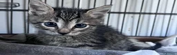 Europeo gatti in regalo: Gattini fratelli e sorella - Annuncio 5