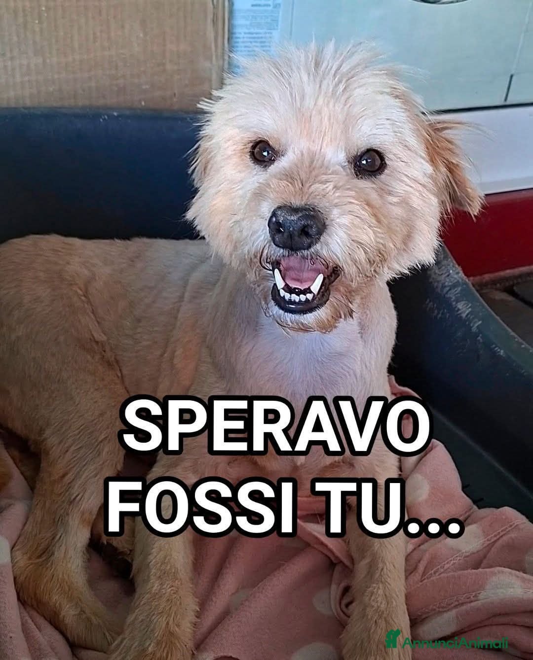 Meticcio cani TOTO, 7 ANNI, 14 Kg, UN BOX - Annuncio 33
