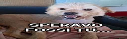 Meticcio cani in regalo: TOTO, 7 ANNI, 14 Kg, UN BOX - Annuncio 1