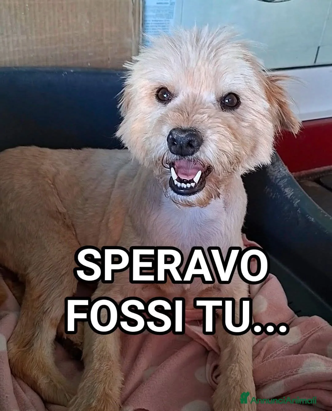 Meticcio cani in regalo: TOTO, 7 ANNI, 14 Kg, UN BOX - Annuncio 1