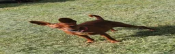Pinscher Miniatura cani in vendita: Pinscher nano  - Annuncio 11
