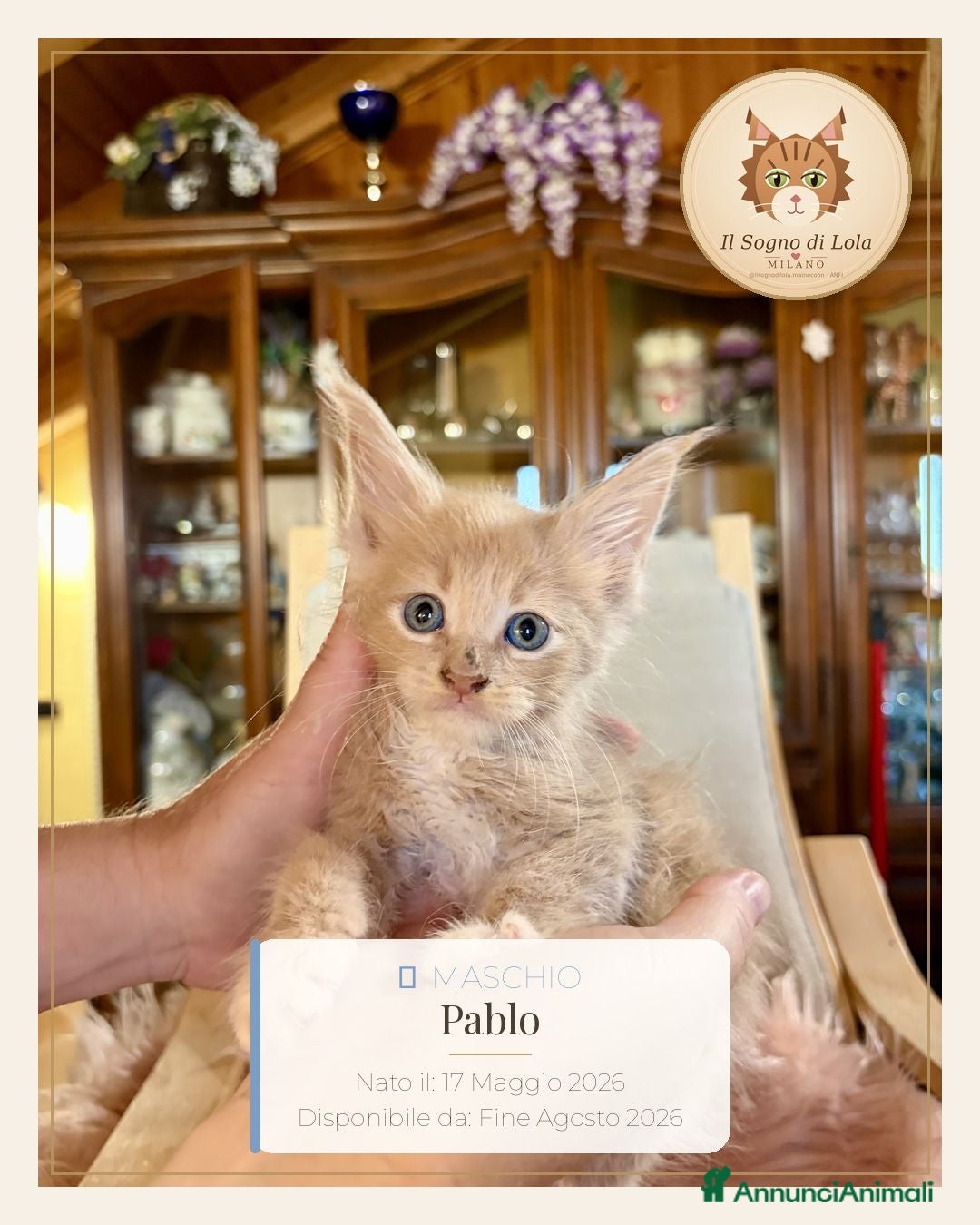 Maine Coon gatti in vendita: Cuccioli Maine Coon ANFI – Il Sogno di Lola - Annuncio 1