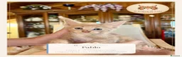 Maine Coon gatti in vendita: Cuccioli Maine Coon ANFI – Il Sogno di Lola - Annuncio 1