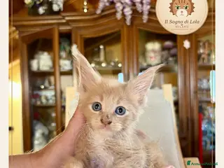 Maine Coon gatti Cuccioli Maine Coon ANFI – Il Sogno di Lola - Annuncio 3