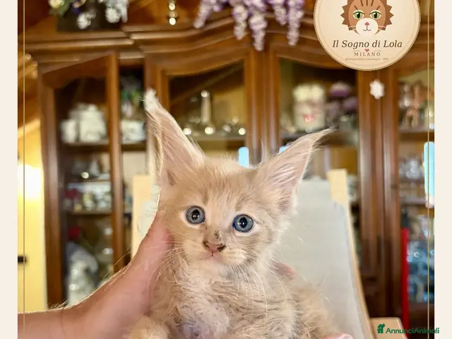 Maine Coon gatti Cuccioli Maine Coon ANFI – Il Sogno di Lola - Annuncio 1