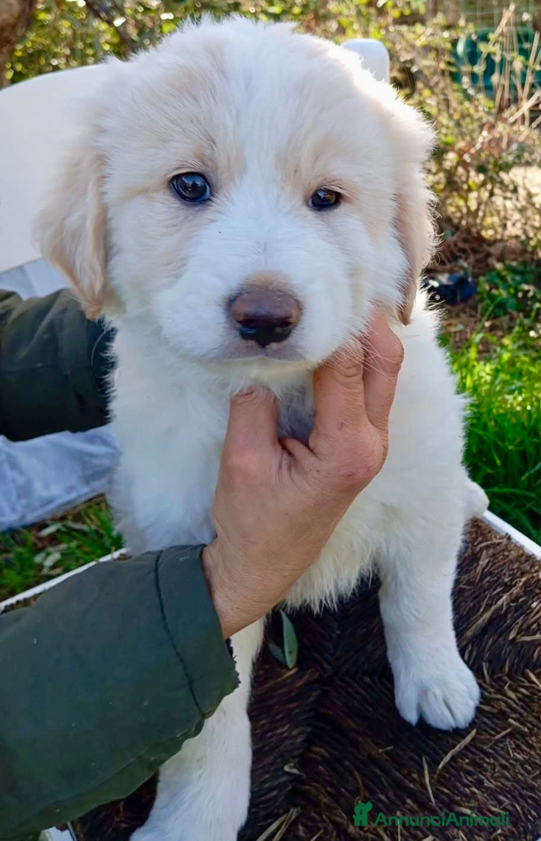 Pastore Maremmano cani in regalo: Dolci cuccioli tg grande simil maremmani 2 mesi - Annuncio 3