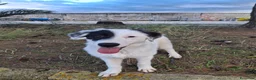 Meticcio cani in regalo: BRIE 🩷 MA DAVVERO NESSUNO MI VUOLE? 🥺 a Provincia di Modena - Annuncio 13