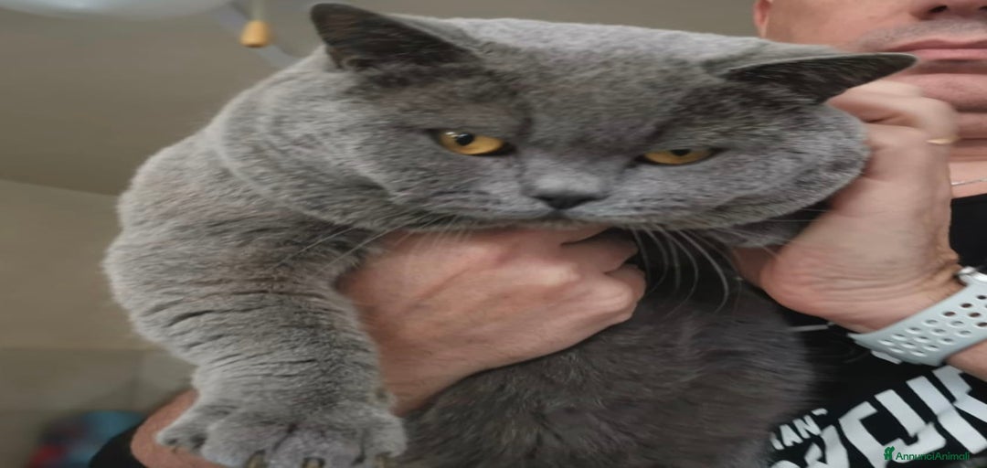 Immagine della galleria {{count}}