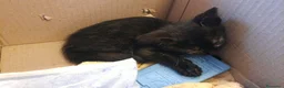 Meticcio gatti in regalo: Sara e i suoi cuccioli  - Annuncio 9