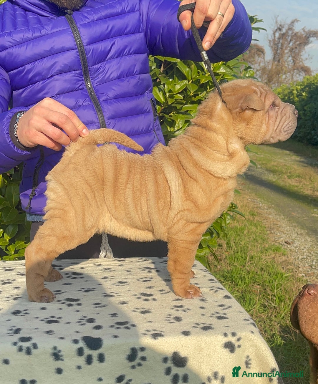 Shar Pei cani in vendita: Shar Pei alta genealogia  - Annuncio 3