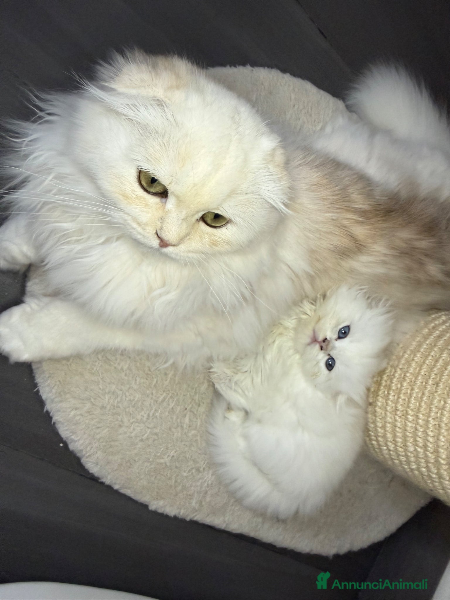 British gatti in vendita: 🐾 Disponibili splendidi cuccioli Highland Fold 🐾 a Provincia della Spezia - Annuncio 2
