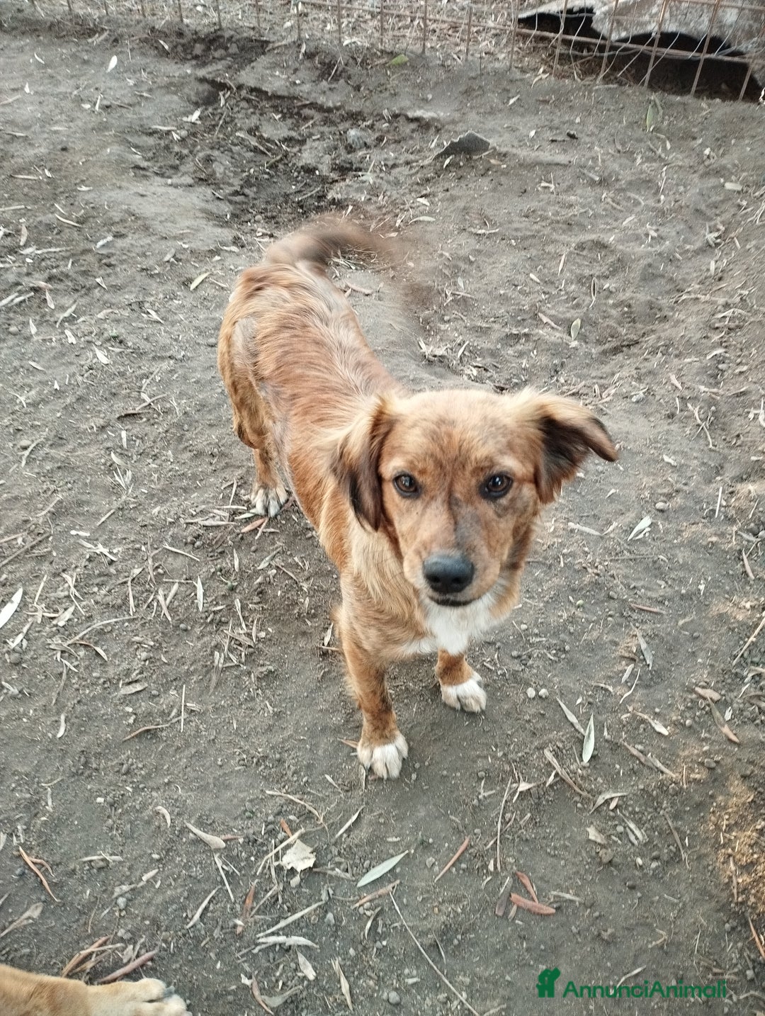 Meticcio cani in regalo: Simpaticissima lalla a Provincia di Viterbo - Annuncio 4