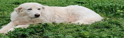 Meticcio cani in regalo: LA DOLCE CAMILLA HA BISOGNO DI UNA CASA - Annuncio 2