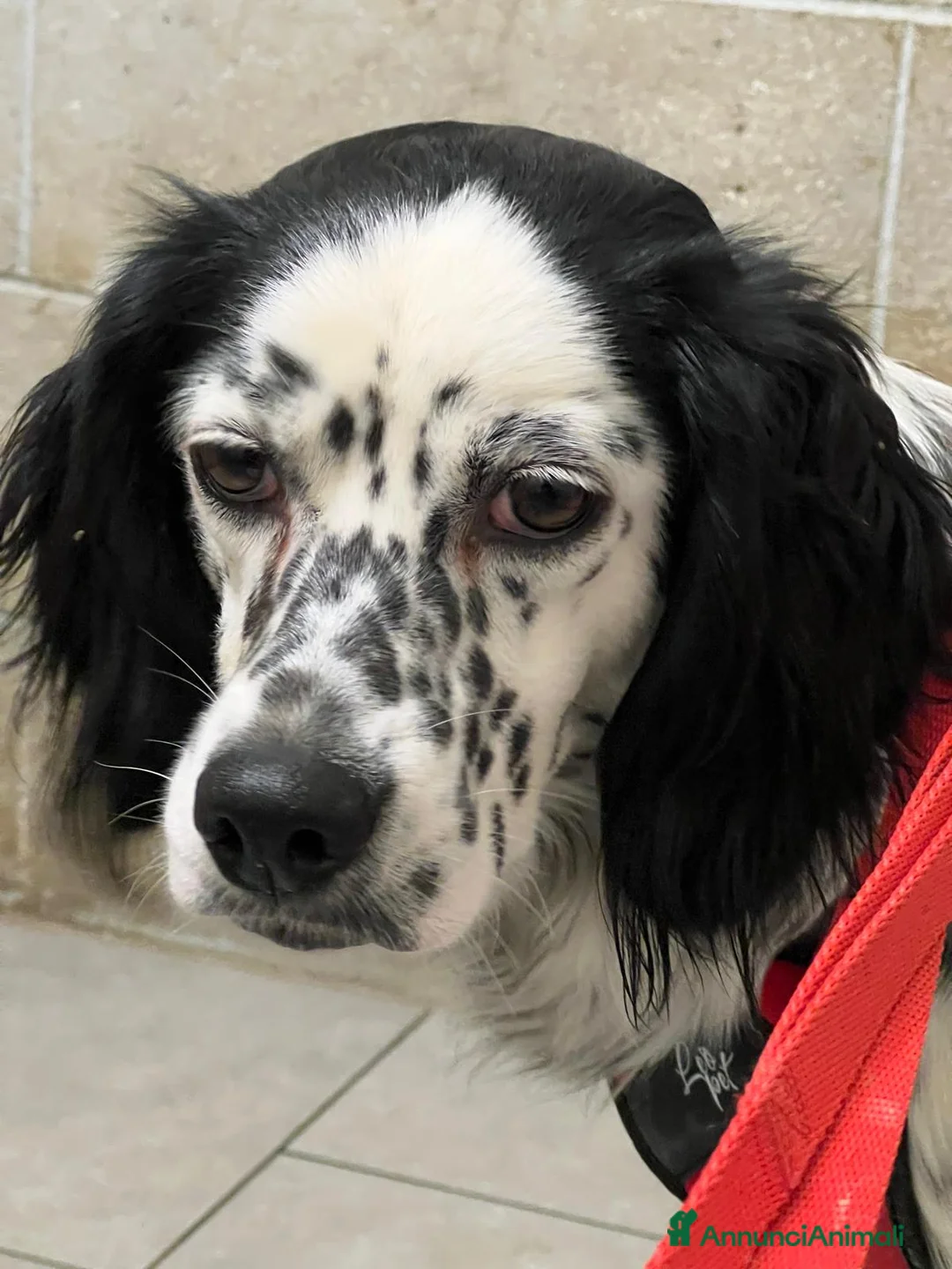 Setter Inglese cani in regalo: SALLY dolcissima setterina - Annuncio 5