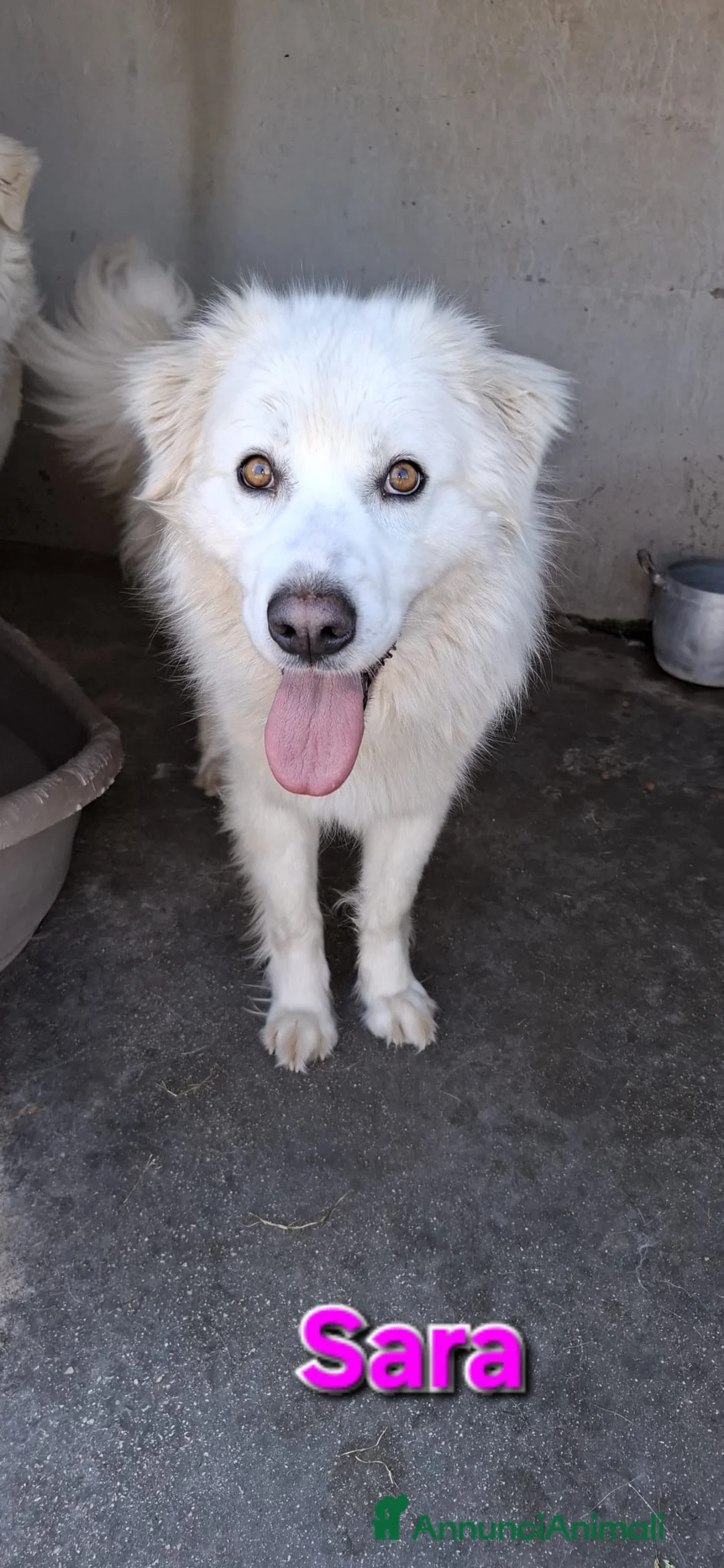 Meticcio cani in regalo: Sara una creatura meravigliosa  - Annuncio 2