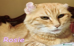 Europeo gatti in regalo: ROSIE CERCA ANCORA CASA - Immagine 2