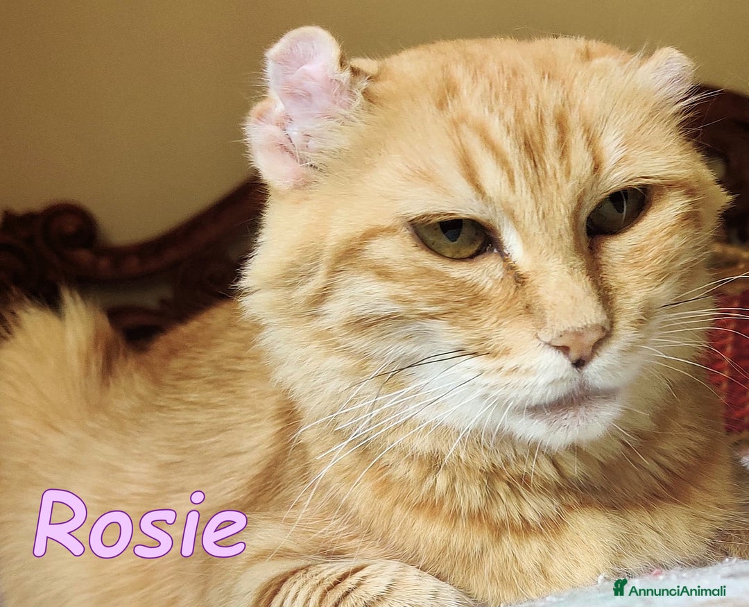 Europeo gatti in regalo: ROSIE CERCA ANCORA CASA - Immagine 2