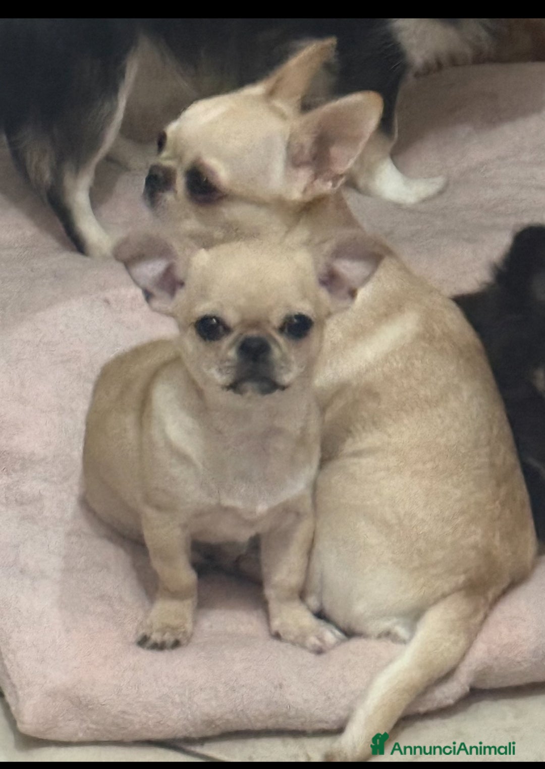 Chihuahua cani in vendita: Chihuahua cucciola - Annuncio 4