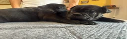 Bulldog Francese cani in vendita: bulldog francese bull dog animali - Annuncio 33