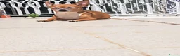 Chihuahua cani in vendita: Chihuahua  - Annuncio 10