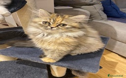 Persiano gatti in vendita: Persiana chinchillà  a Città Metropolitana di Cagliari - Immagine 1