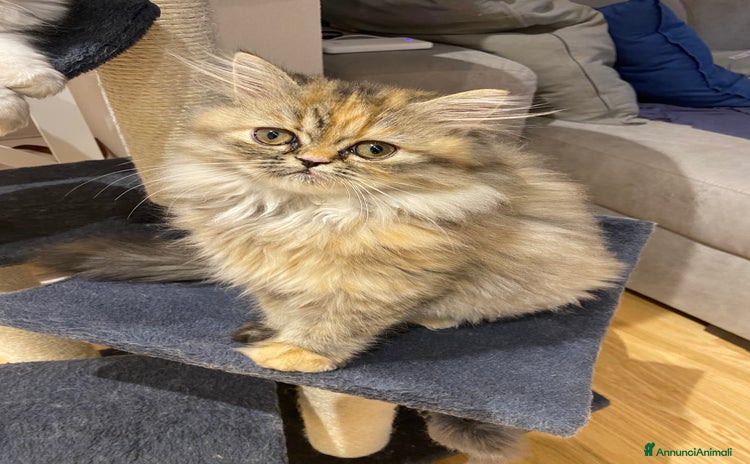 Persiano gatti a Città Metropolitana di Cagliari - Annuncio 2