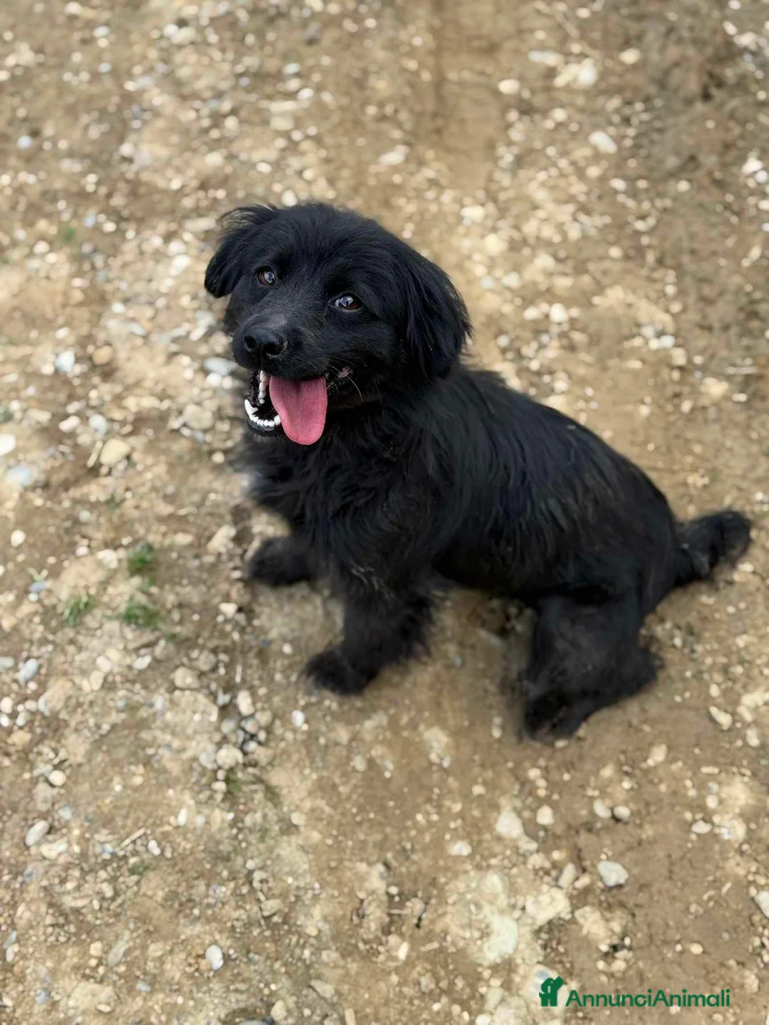 Meticcio cani in regalo: MONICA, coccolona in nero! TG PICCOLA - Annuncio 6