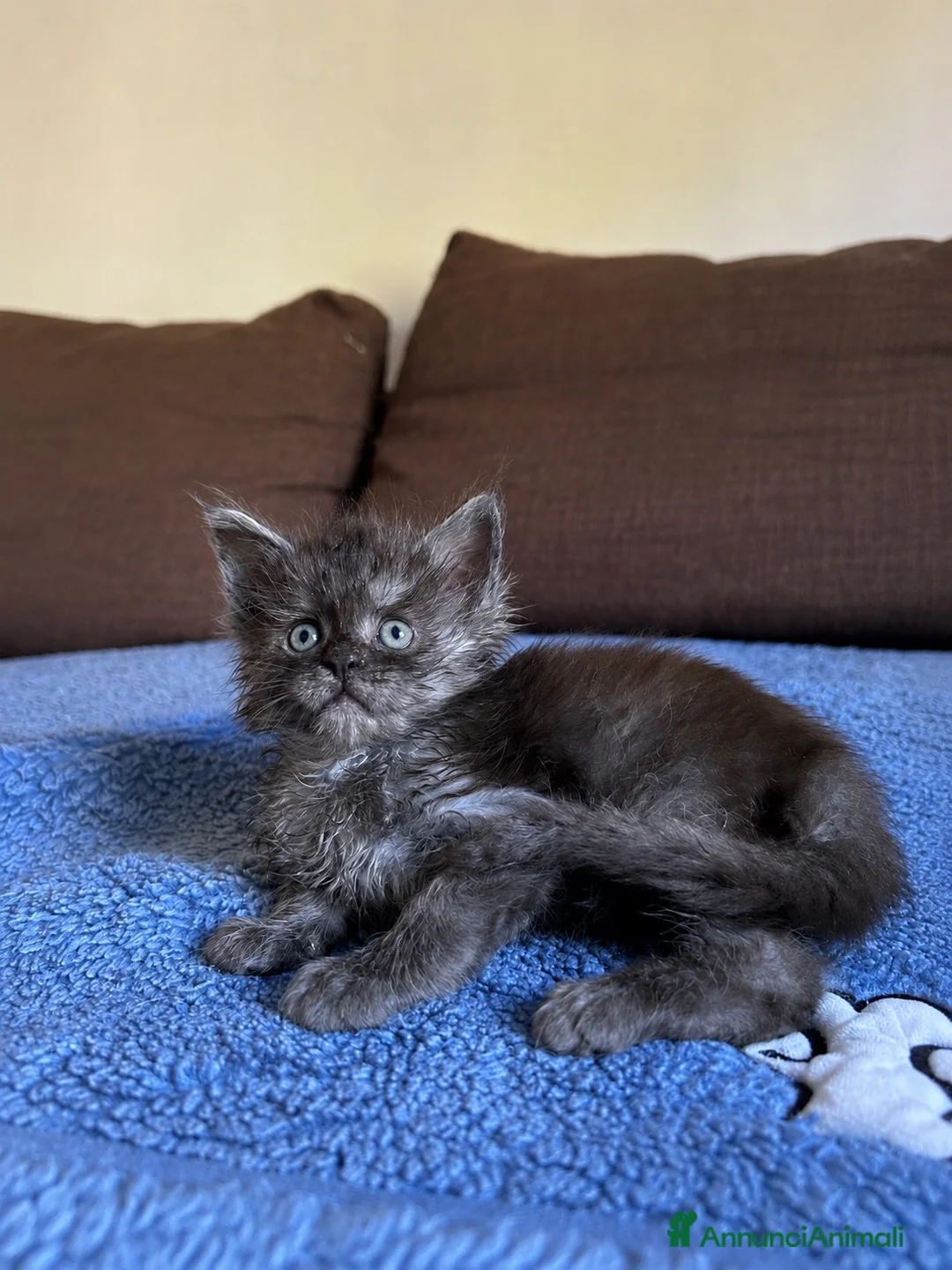 Maine Coon gatti in vendita: Maine Coon maschio pedigree Anfi - Annuncio 1